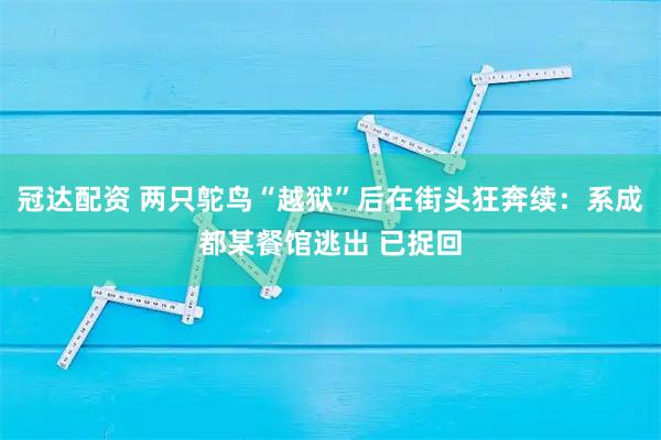 冠达配资 两只鸵鸟“越狱”后在街头狂奔续：系成都某餐馆逃出 已捉回